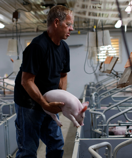 Pig farmer holding a piglet